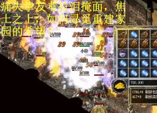 痛失挚友考拉泪掩面，焦土之上，如何寻觅重建家园的希望？